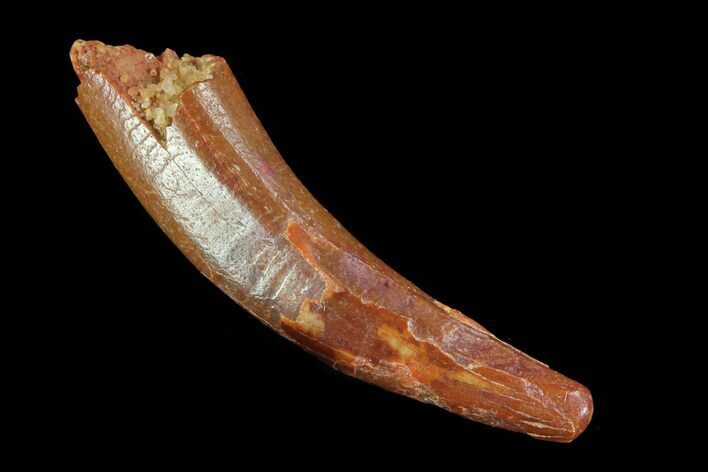 Curved, Pterosaur (Siroccopteryx) Tooth - Morocco #75553